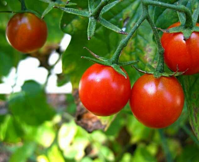 A tomato plant was found on the 40 year old